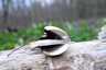 Házi tintagomba (Coprinellus domesticus), Budai-hegység